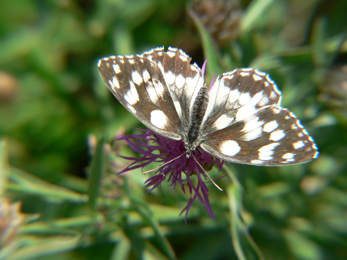 Melarangia galathea (1) ? - Melanargia galathea